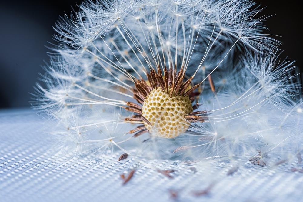 dandelion syrup