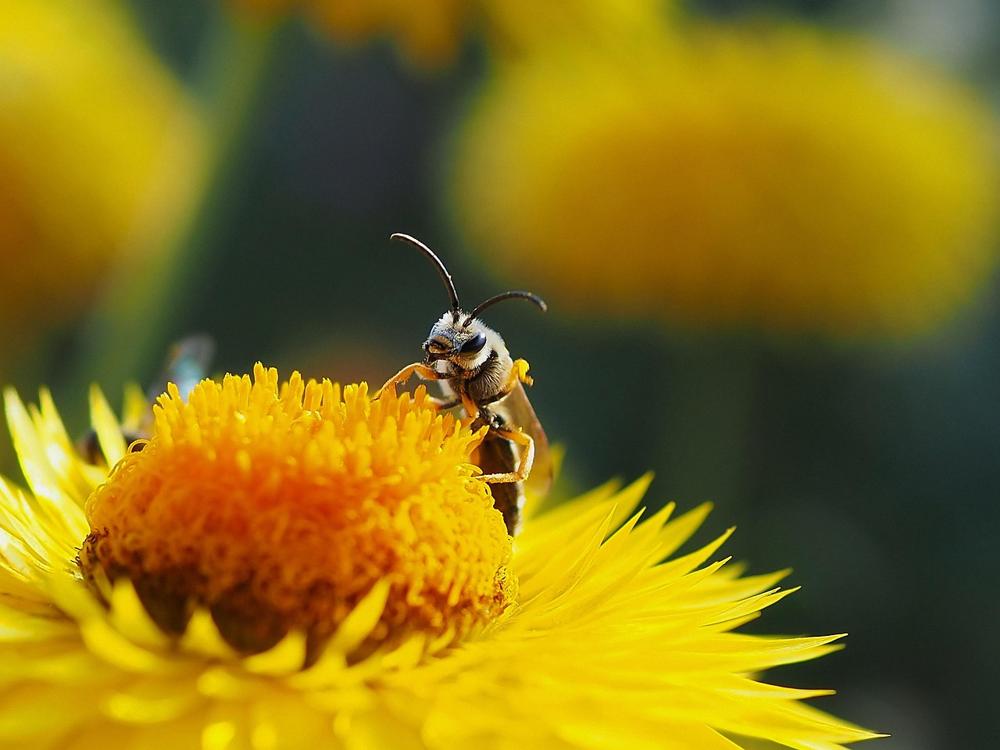 golden pollen
