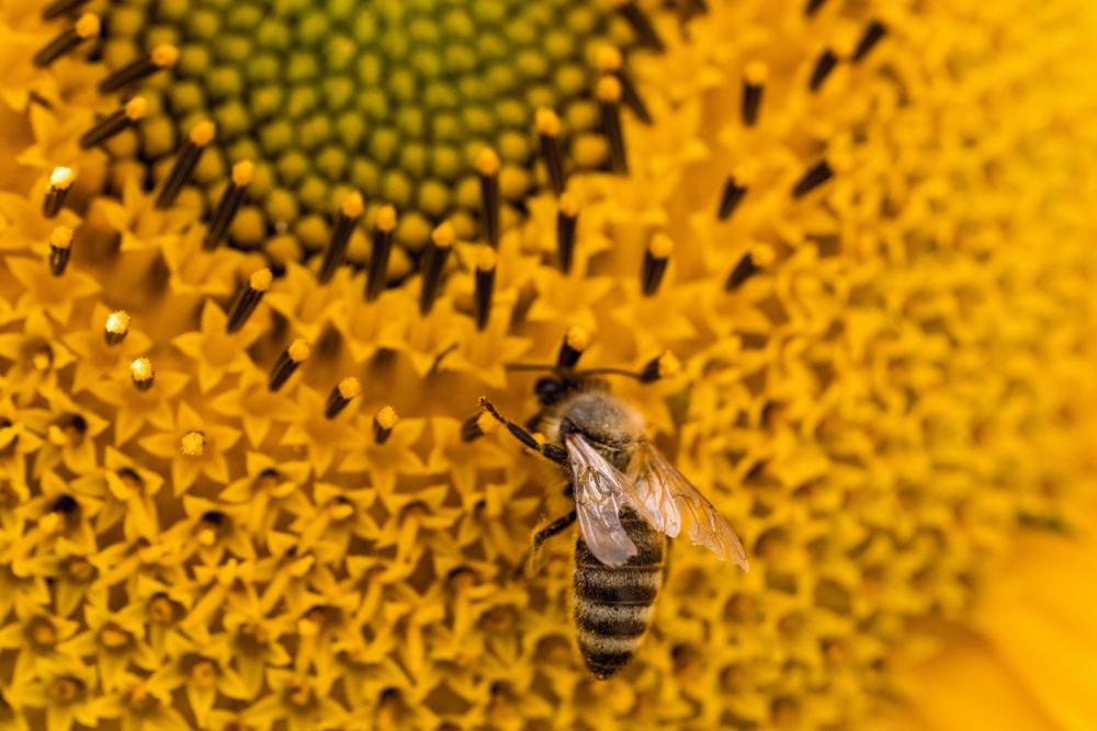 golden pollen