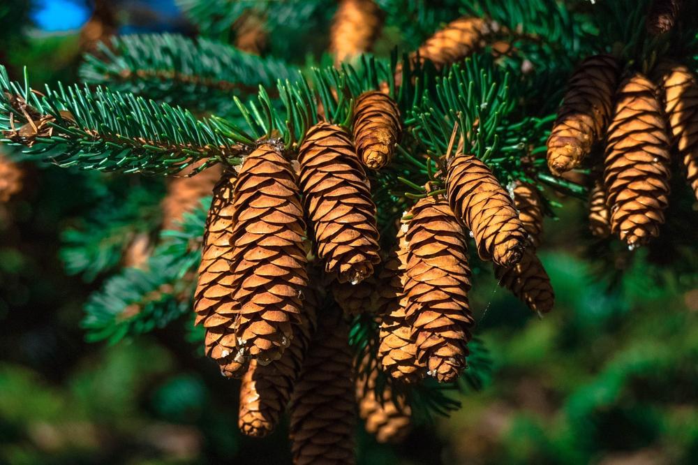 pine needle harvest