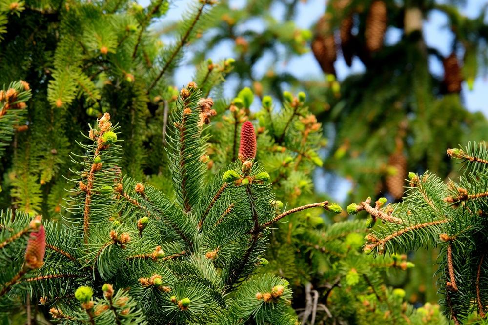 pine needle harvest